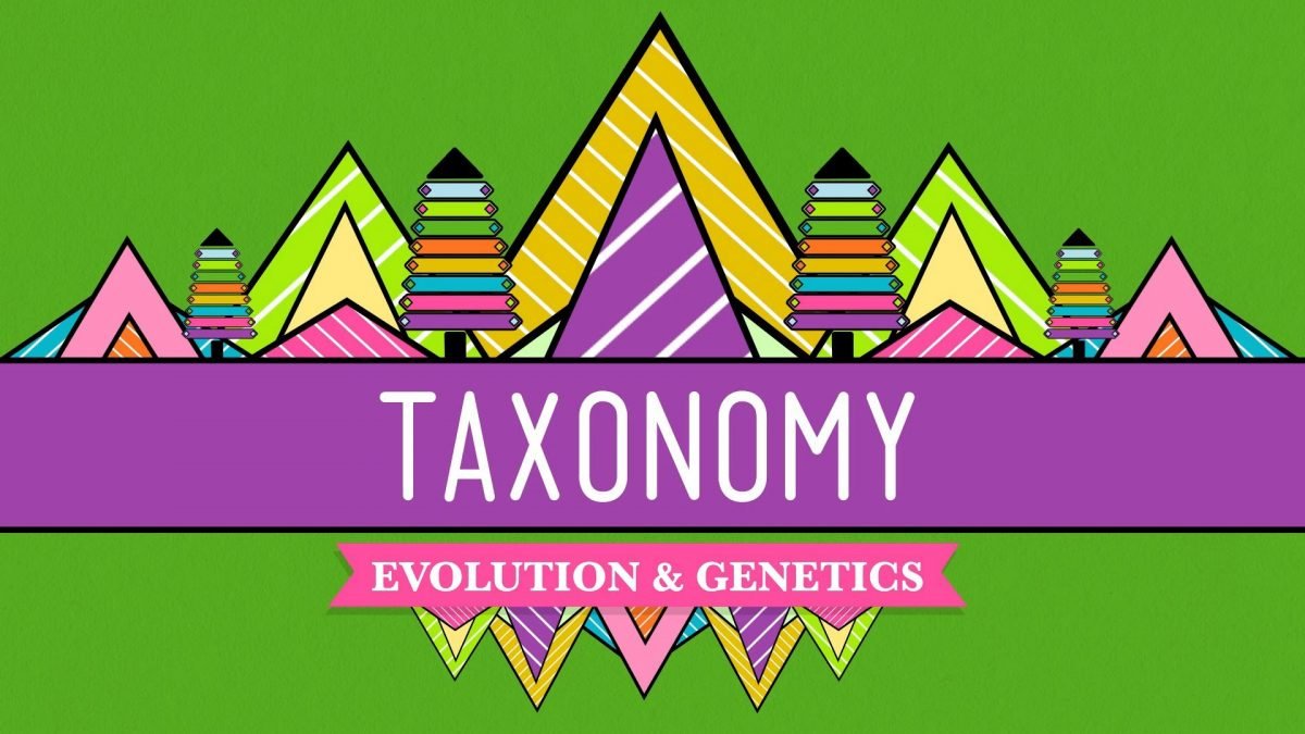 taxonomi konten kategori tag atribut